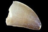 Mosasaur (Prognathodon) Tooth #87645-1